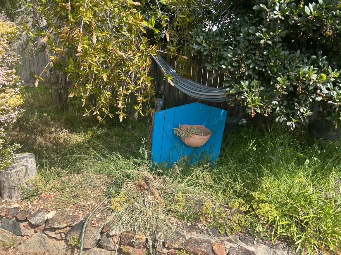 Overgrown garden corner before