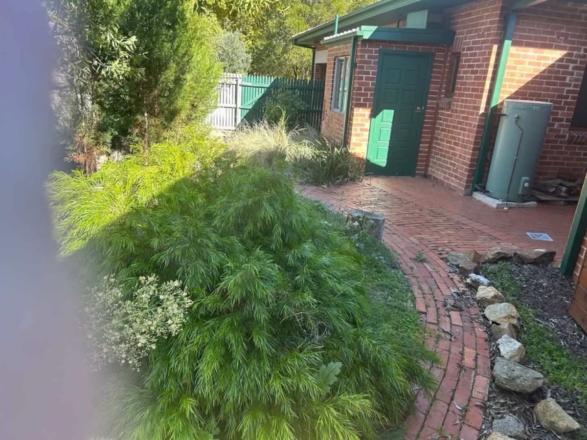 Garden path with trimmed plants beside a brick shed