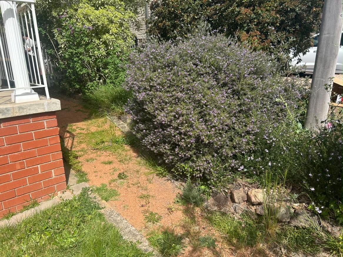 Weedy gravel path beside a shrub before