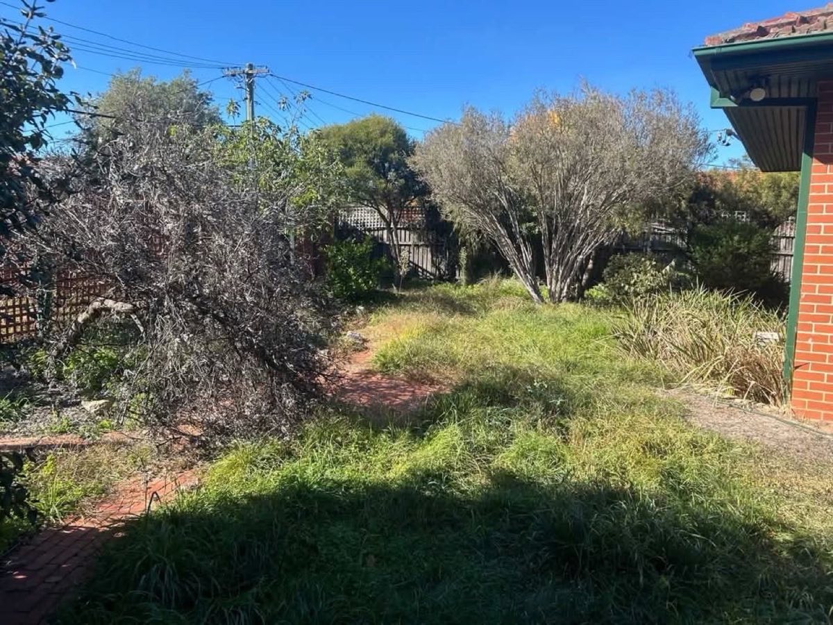 Overgrown lawn and tangled shrub before clean-up