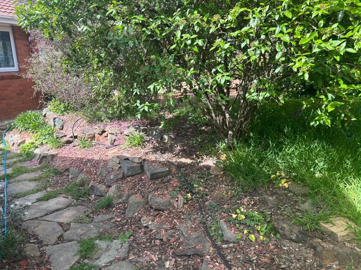 Overgrown stone path and shrubs before