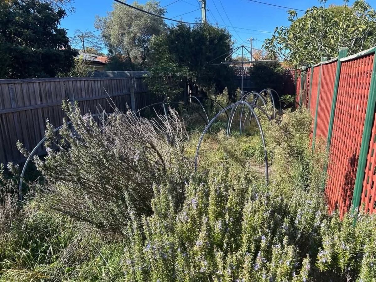 Overgrown garden bed with tall rosemary and old hoop frames
